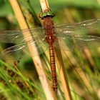 Keilfleck-Mosaikjungfer (Aeshna isoceles), oft als Keilflecklibelle bezeichnet, Männchen