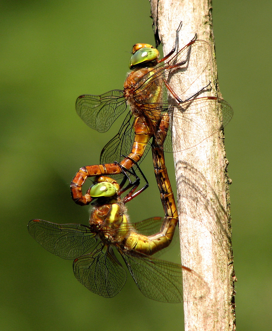 Keilfleck-Mosaikjungfer (Aeshna isoceles), oft als Keilflecklibelle bezeichnet, Paarungsrad