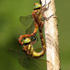 Keilfleck-Mosaikjungfer (Aeshna isoceles), oft als Keilflecklibelle bezeichnet, Paarungsrad