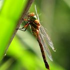 Keilfleck-Mosaikjungfer (Aeshna isoceles), oft als Keilflecklibelle bezeichnet, Weibchen