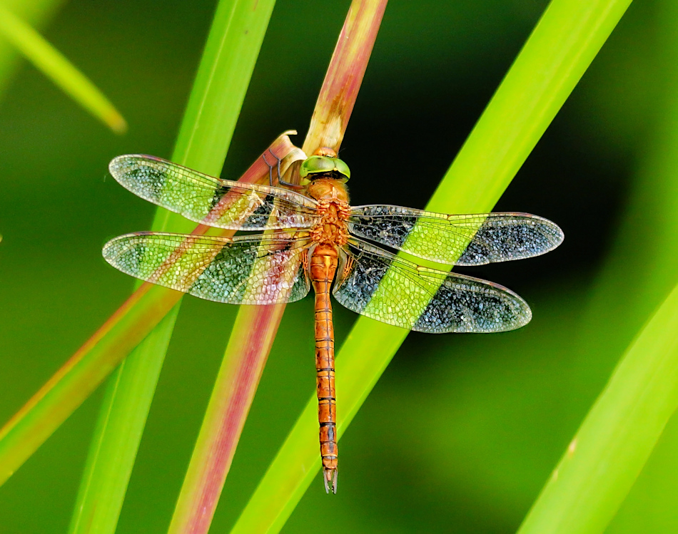 Keilfleck Mosaikjungfer (Aeshna isoceles)2