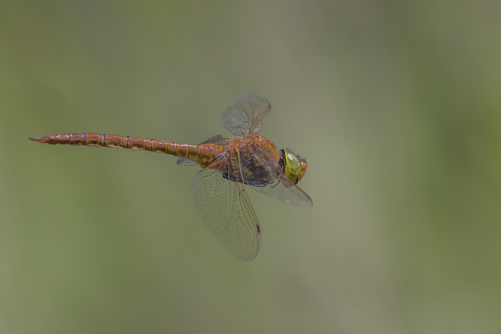 Keilfleck-Mosaikjungfer (Aeshna isoceles)_DSC3108