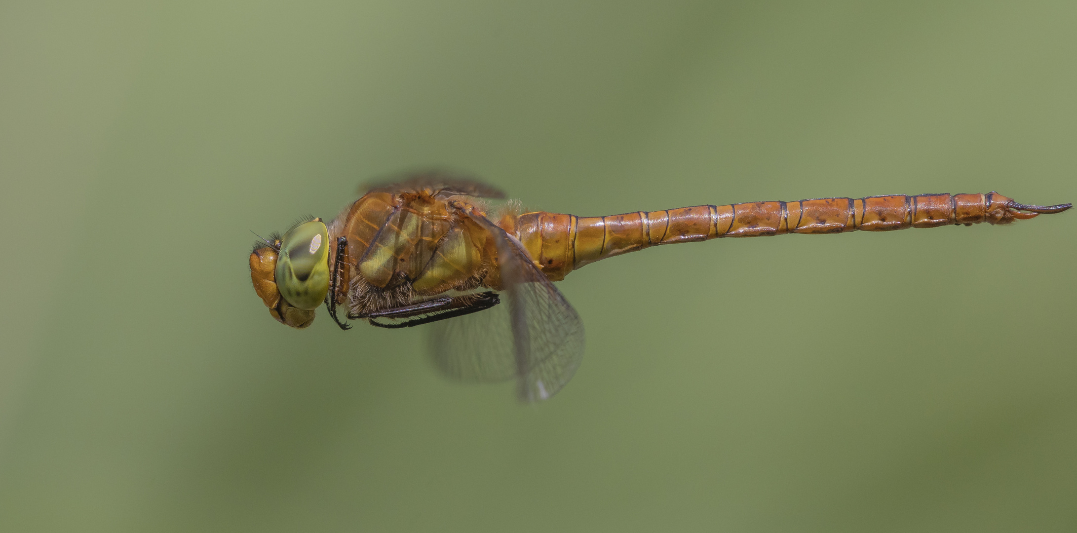 Keilfleck-Mosaikjungfer (Aeshna isoceles)_DSC3212