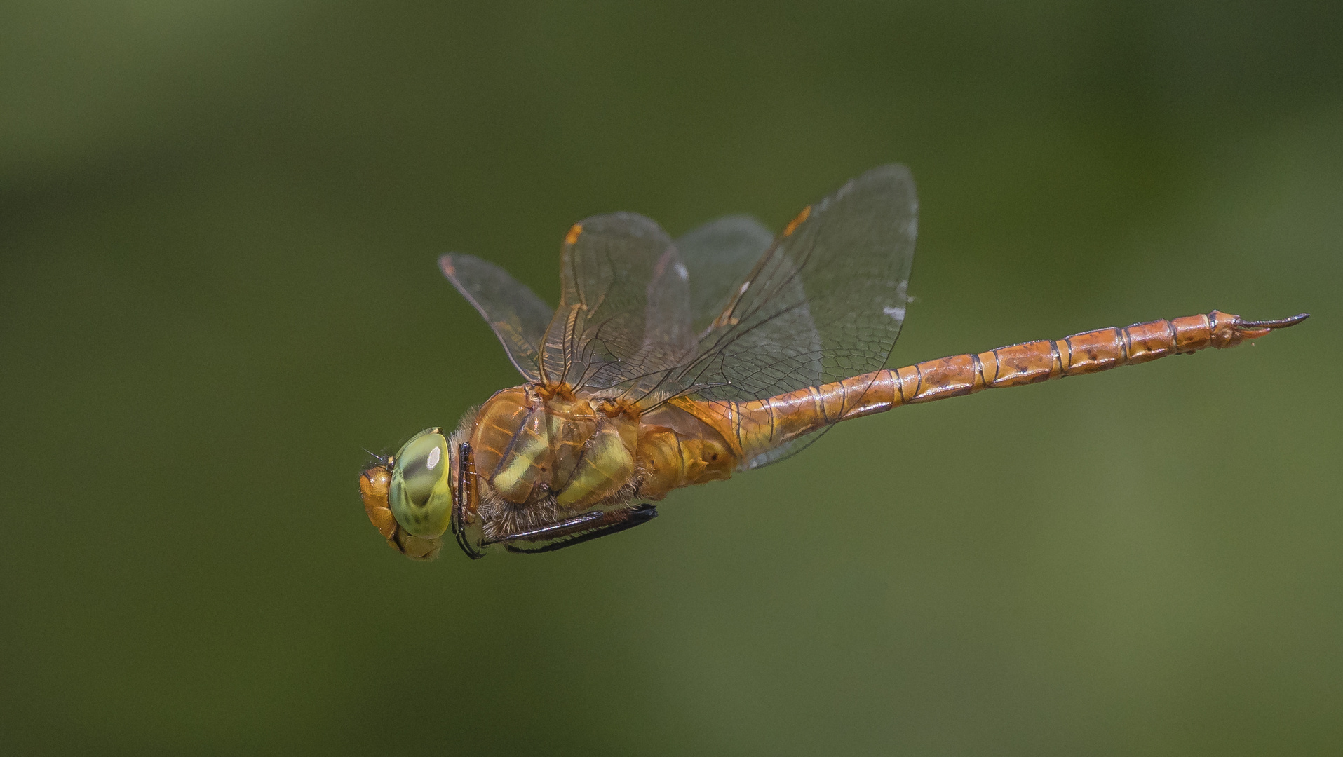 Keilfleck-Mosaikjungfer (Aeshna isoceles)_DSC3229