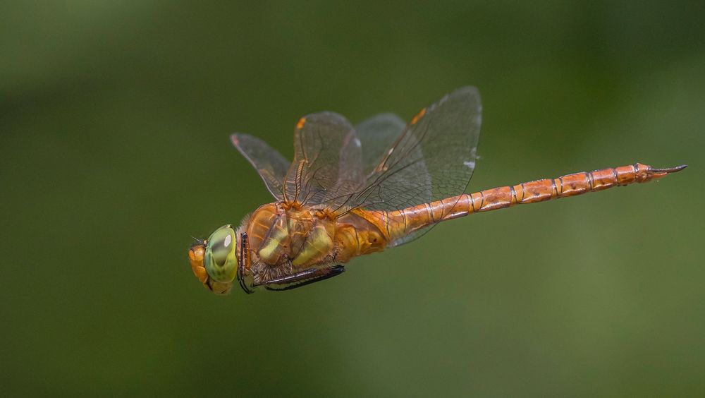 Keilfleck-Mosaikjungfer (Aeshna isoceles)_DSC3229