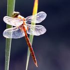 Keilfleck-Mosaikjungfer (Aeshna isosceles) im Gegenlicht