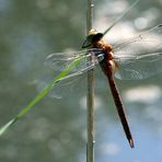 Keilfleck-Mosaikjungfer (Anaciaeschna isosceles)