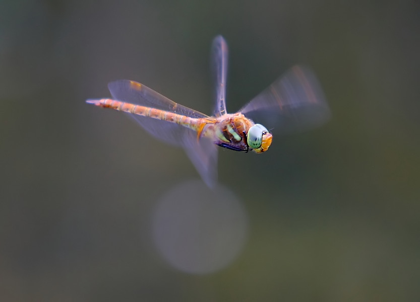 Keilfleck-Mosaikjungfer - Flugstudie 1