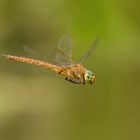 Keilfleck- Mosaikjungfer im Flug