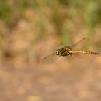 Keilfleck Mosaikjungfer im Flug