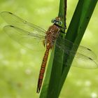  Keilfleck-Mosaikjungfer oder auch Keilflecklibelle (Aeshna isoceles), Männchen