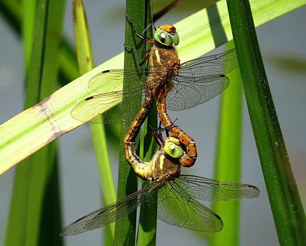 --- Keilfleck-Mosaikjungfer oder Keilflecklibelle (Aeshna isoceles) ---