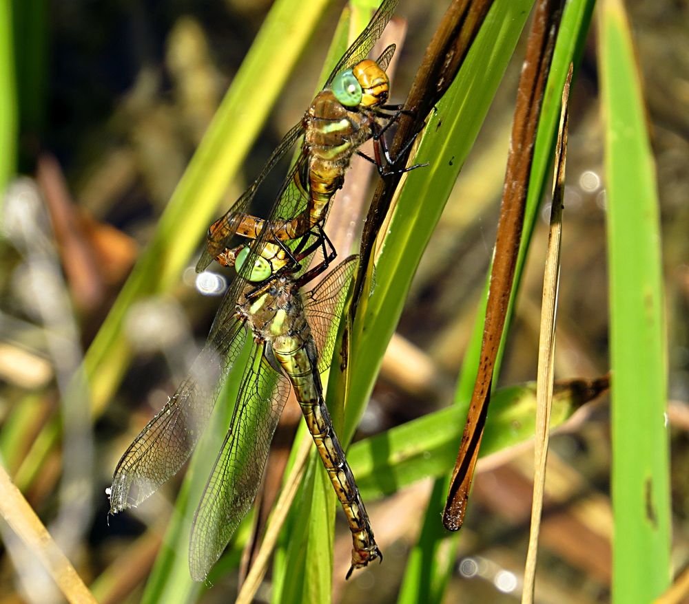 --- Keilfleck-Mosaikjungfer oder Keilflecklibelle (Aeshna isoceles) ---