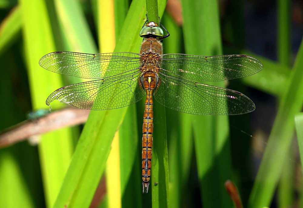 --- Keilfleck-Mosaikjungfer oder Keilflecklibelle (Aeshna isoceles) ---