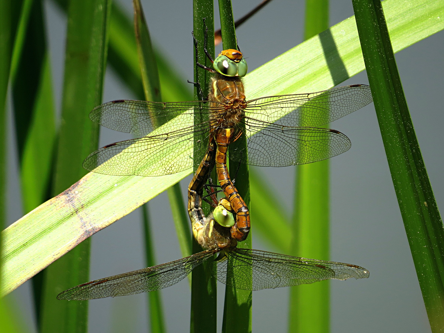 --- Keilfleck-Mosaikjungfer oder Keilflecklibelle (Aeshna isoceles) ---