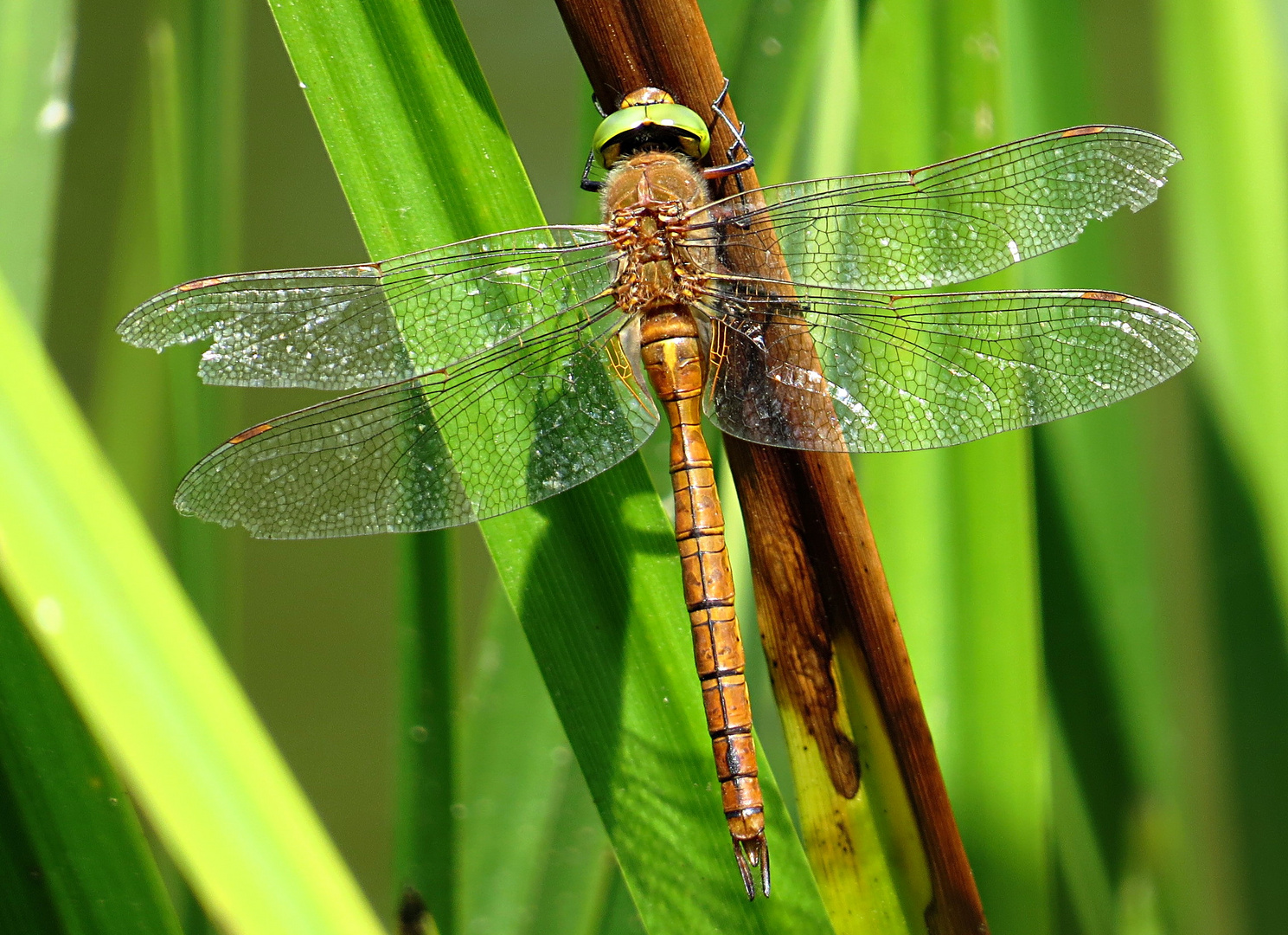 --- Keilfleck-Mosaikjungfer oder Keilflecklibelle (Aeshna isoceles) ---