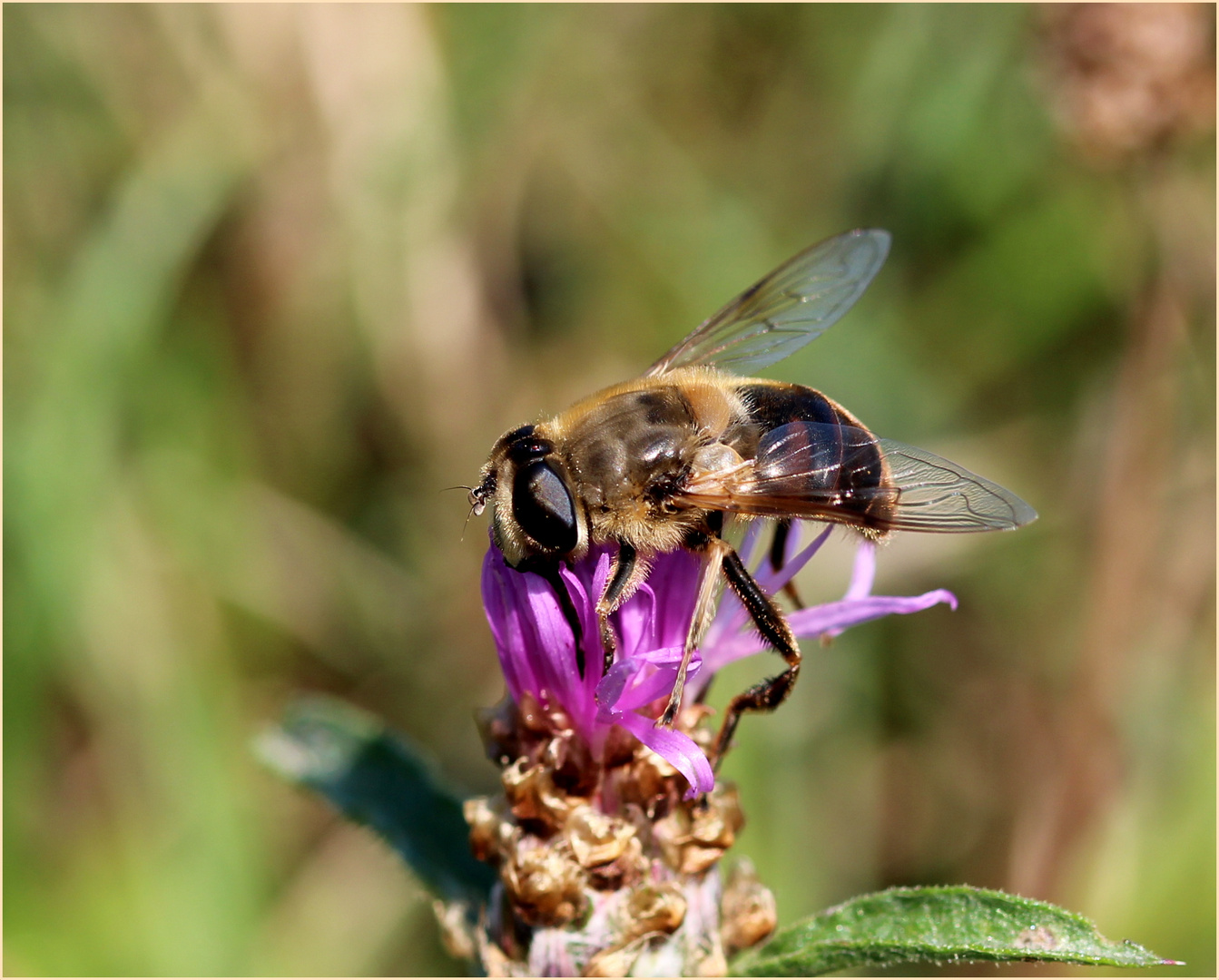 Keilfleck-Schwebfliege...