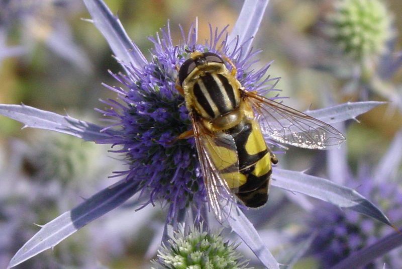 Keilfleck-Schwebfliege an Edeldistel