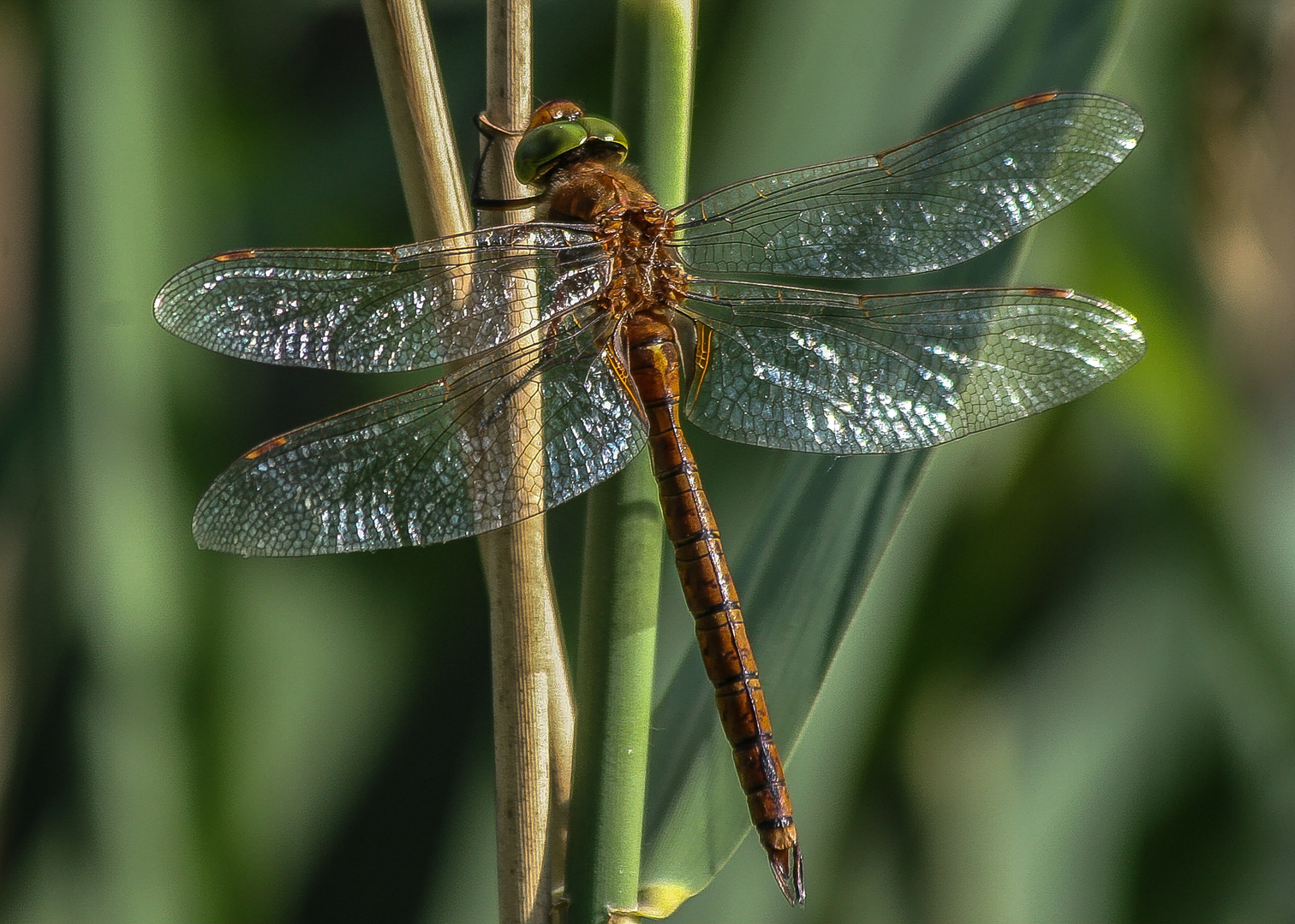 Keilflecklibelle Aeschna isoceles m.