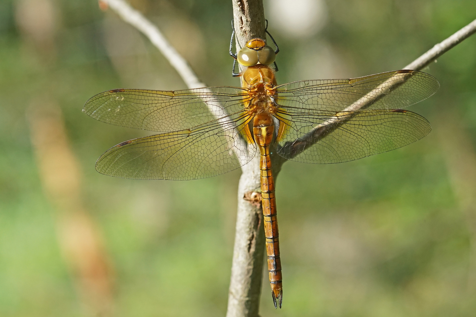 Keilflecklibelle (Aeshna isoceles)