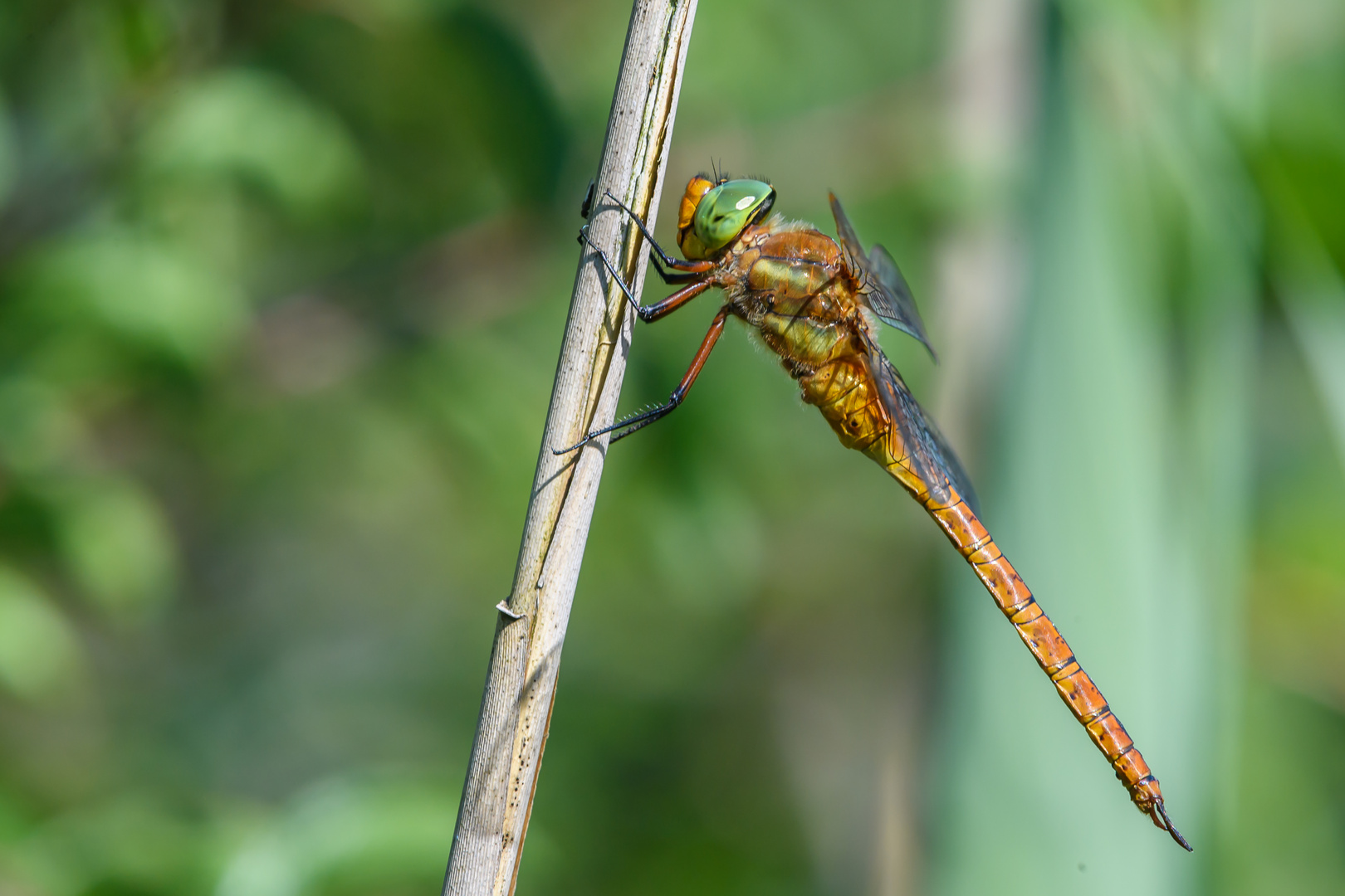 Keilflecklibelle (Aeshna isoceles)