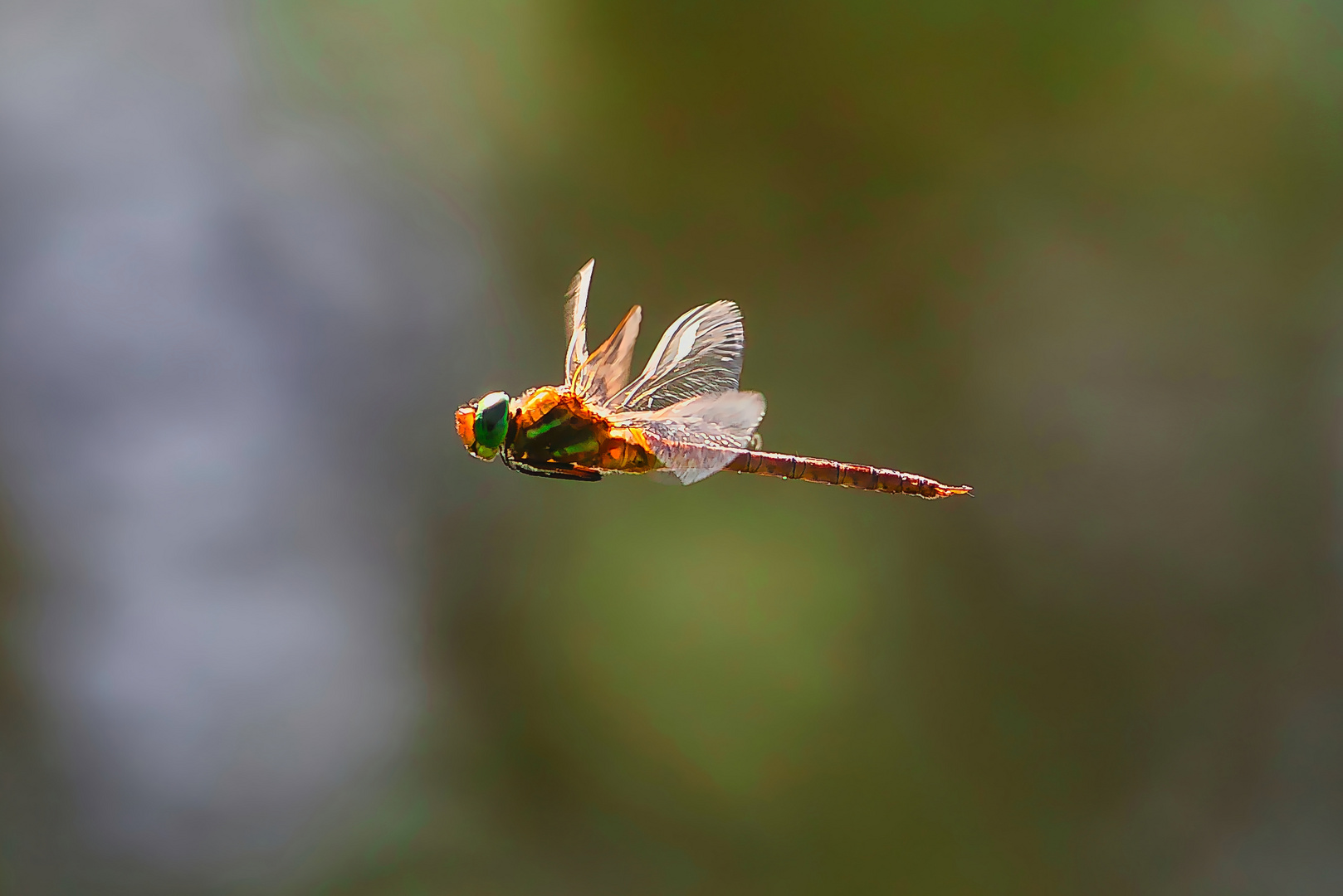 Keilflecklibelle (Aeshna isoceles)