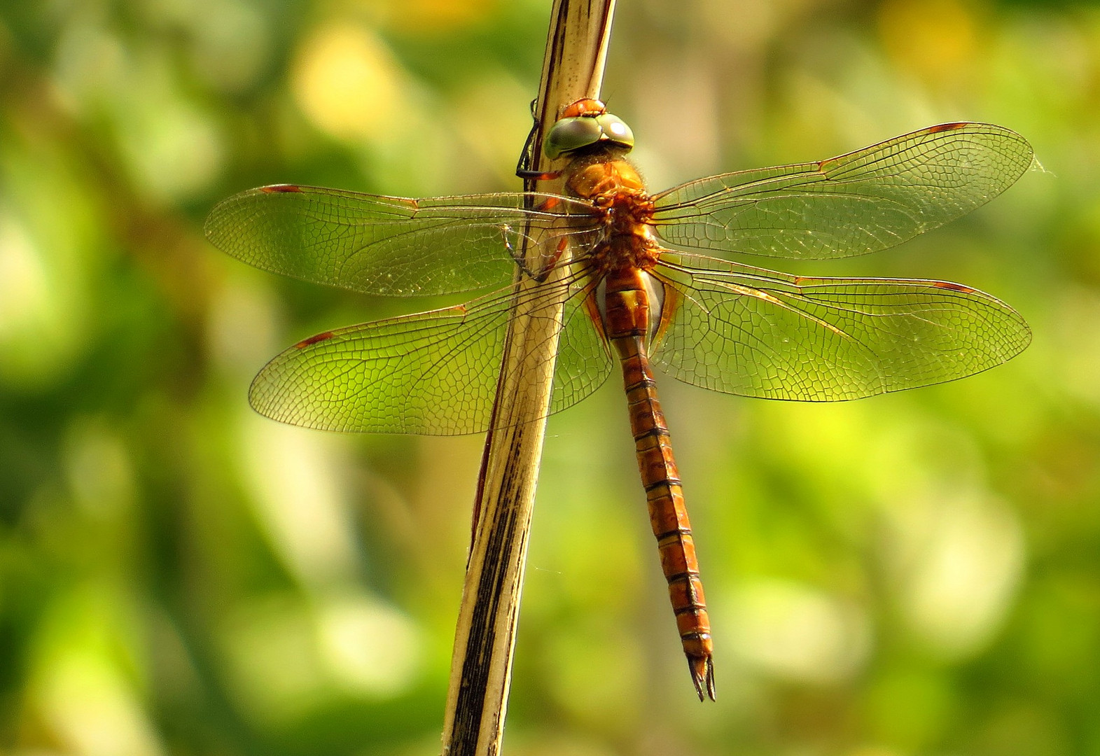 Keilflecklibelle (Aeshna isoceles) auch Keilfleck-Mosaikjungfer, Männchen