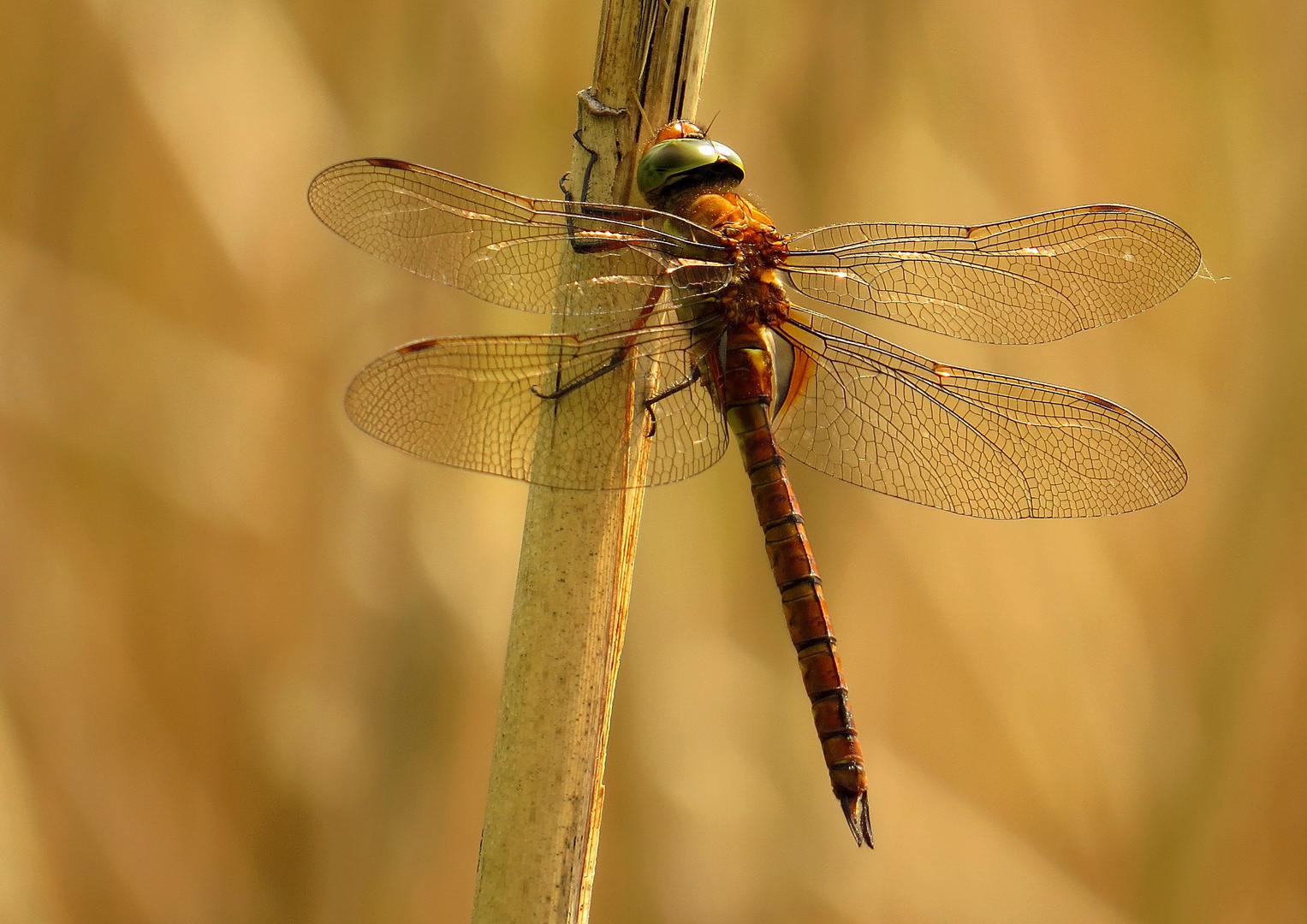 Keilflecklibelle (Aeshna isoceles), Männchen