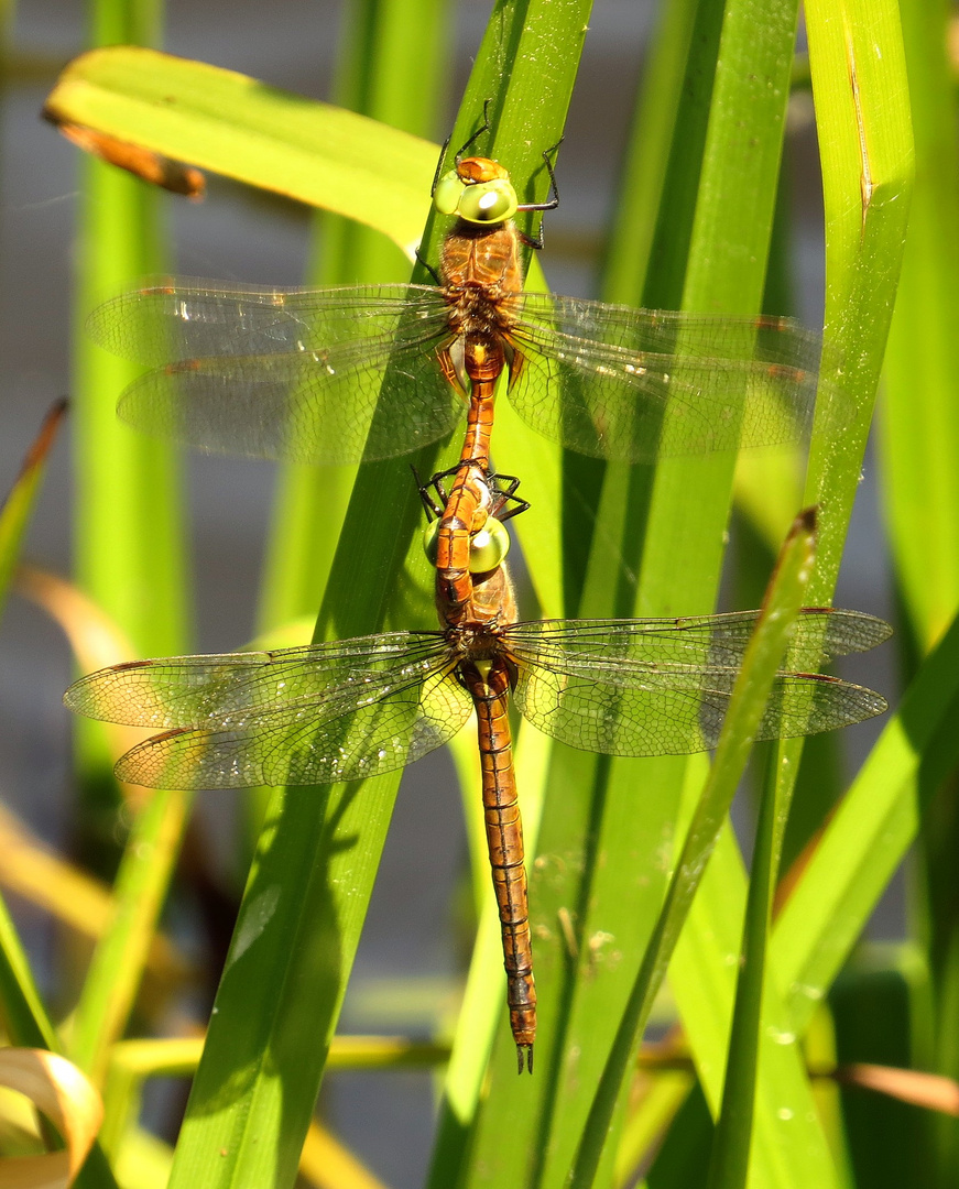 Keilflecklibelle (Aeshna isoceles), nach dem Paarungsrad ...