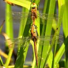 Keilflecklibelle (Aeshna isoceles), nach dem Paarungsrad ...