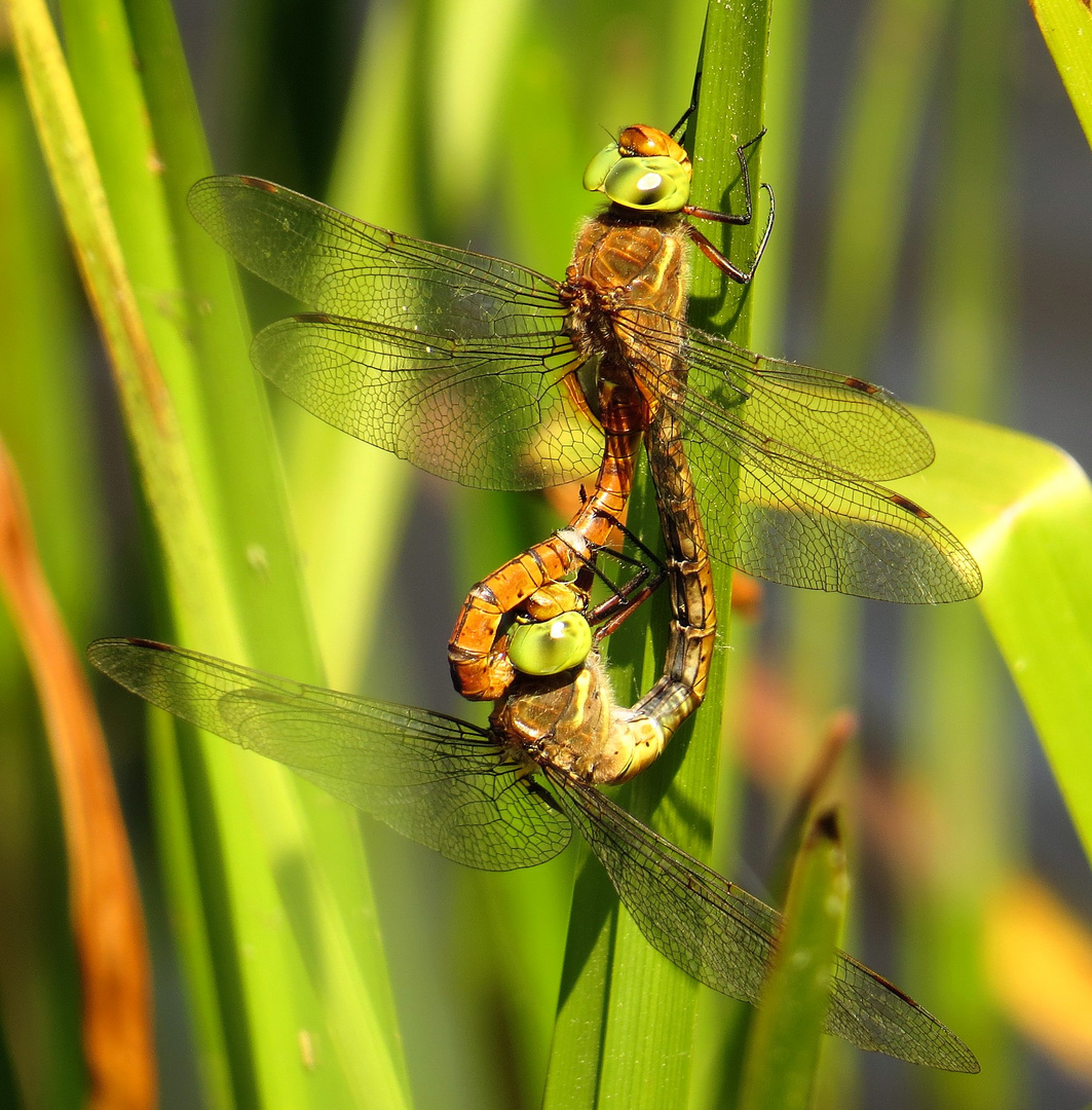 Keilflecklibelle (Aeshna isoceles), Paarungsrad