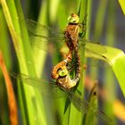 Keilflecklibelle (Aeshna isoceles), Paarungsrad