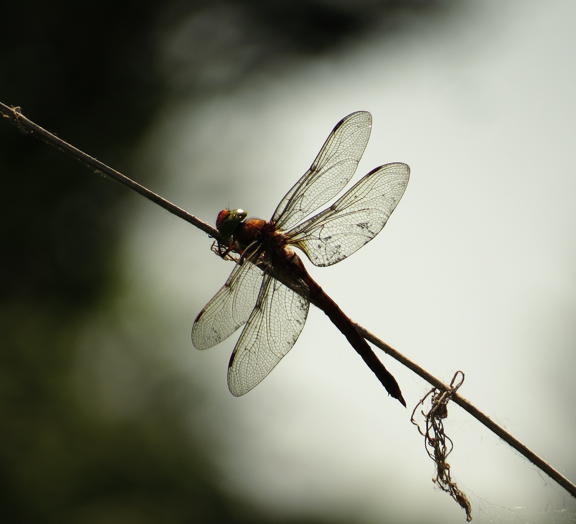 Keilflecklibelle (Aeshna isoceles), Weibchen im Gegenlicht