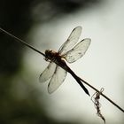 Keilflecklibelle (Aeshna isoceles), Weibchen im Gegenlicht