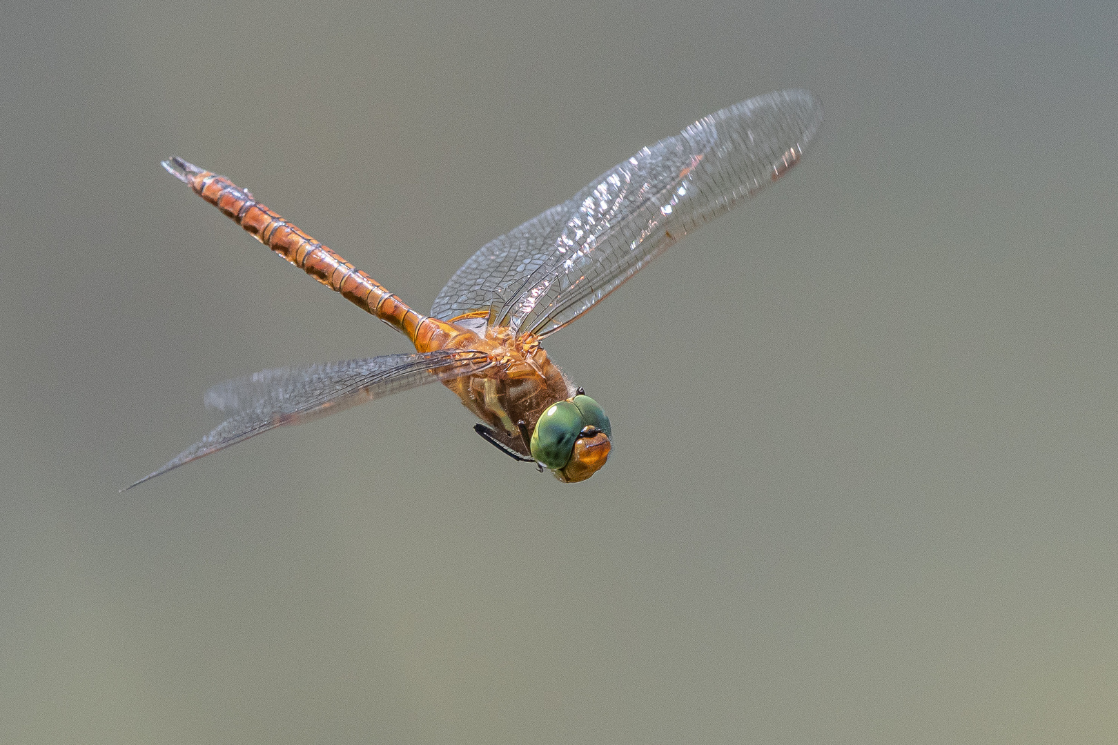 Keilflecklibelle (Aeshna isoceles)_28.05.2020