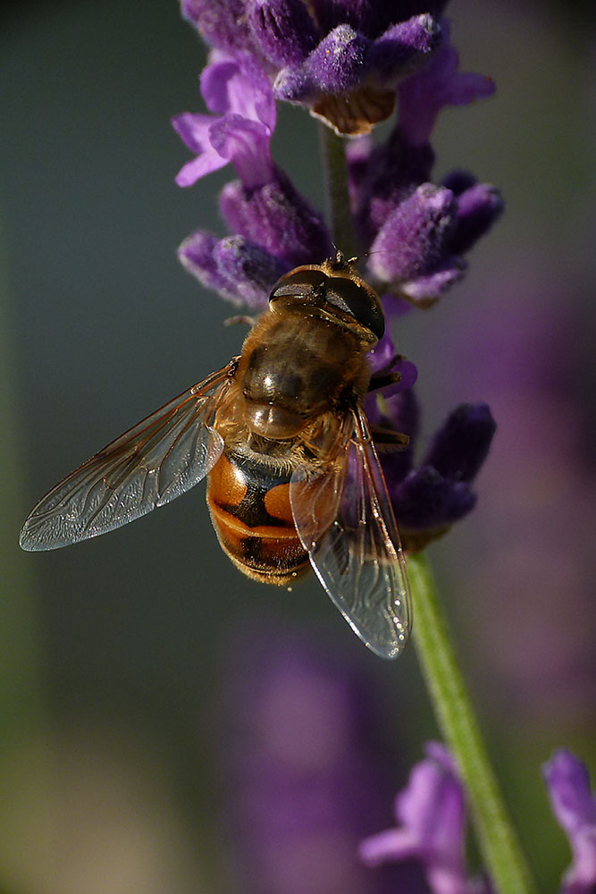 Keilfleckschwebfliege