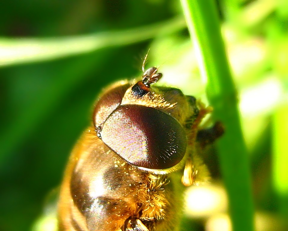 Keilfleckschwebfliege