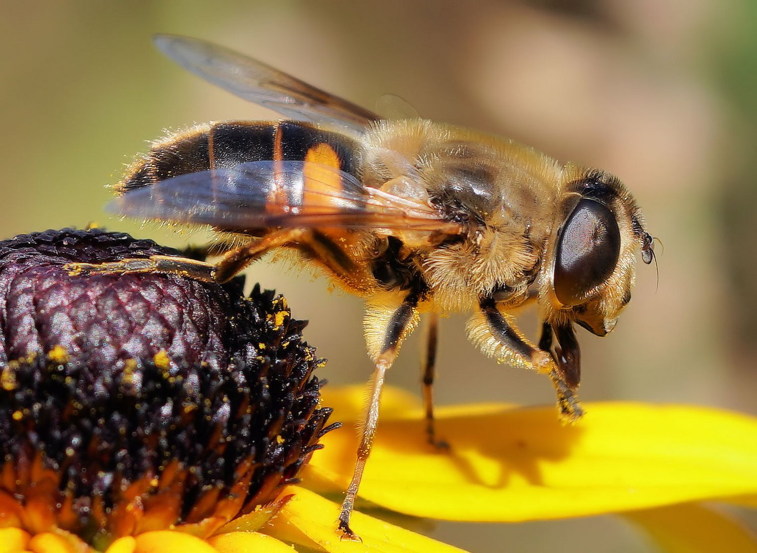 Keilfleckschwebfliege