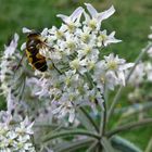 Keilfleckschwebfliege auf Bärenklau