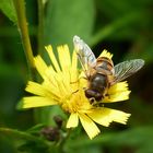 Keilfleckschwebfliege auf Habichtskraut