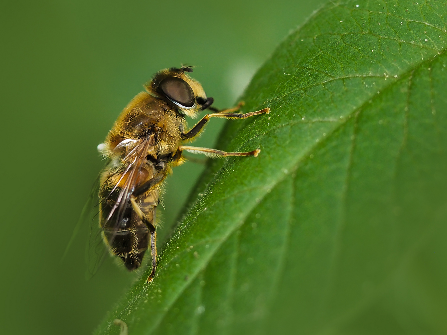 Keilfleckschwebfliege