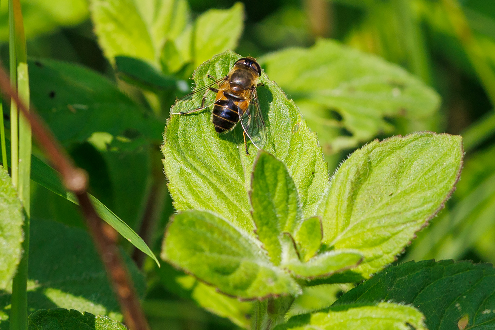 Keilfleckschwebfliege (Eristalis tenax) auf Minze