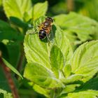 Keilfleckschwebfliege (Eristalis tenax) auf Minze