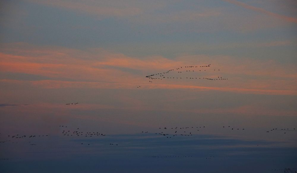 Keilformationen der Kraniche nach Sonnenuntergang