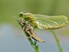 Keiljungfer - Aushärten