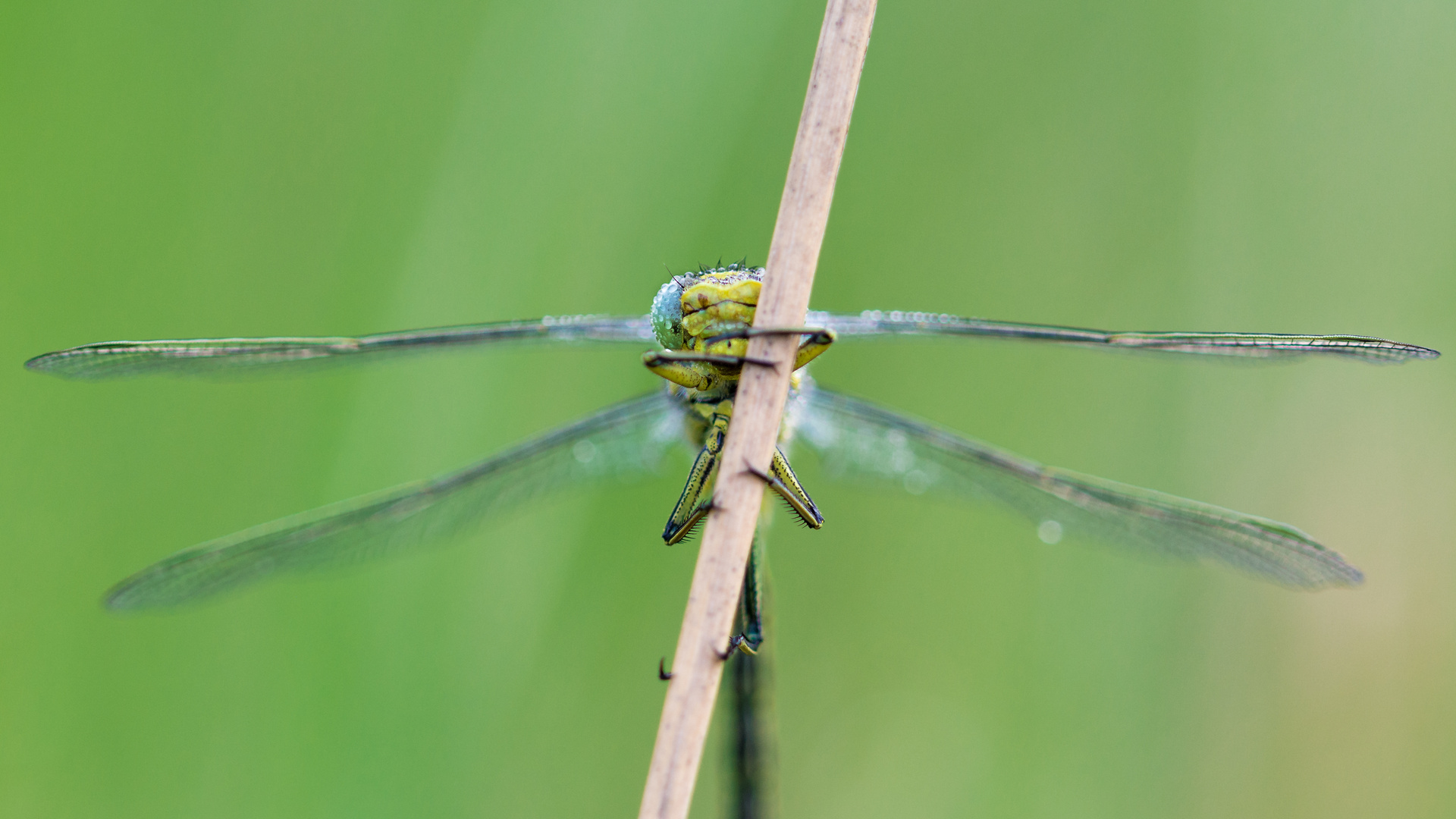 Keiljungfer frontal