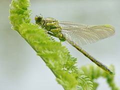 Keiljungfer - "Jungfern-Flug"