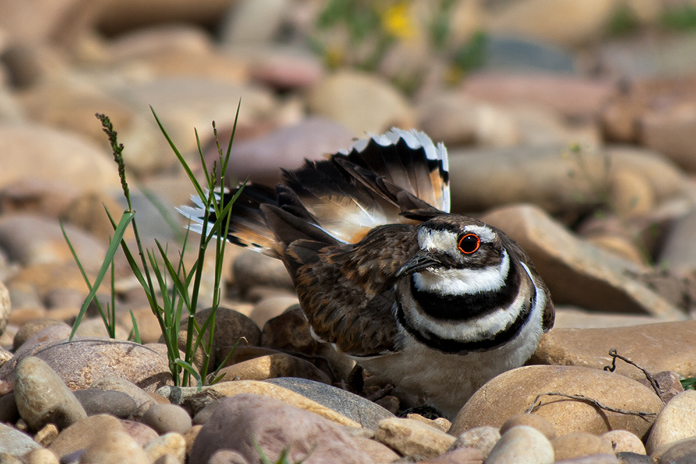 Keilschwanz-Regenpfeiffer Charadrius vociferus