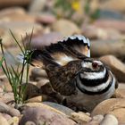 Keilschwanz-Regenpfeiffer Charadrius vociferus