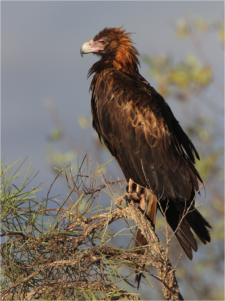 Keilschwanzadler